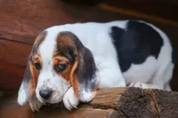 Dallas 🐾, a male Beagle for sale in Fresno, OH – 10 of 10