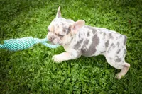  Spencer🐾🐶, a male French Bulldog for sale in Fresno, OH – 6 of 10