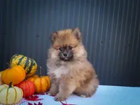 🐾 Meet Rolo — A Bouncy Little Ball of Fluff! 🐾, a male Pomeranian for sale in Fresno, OH – 7 of 10