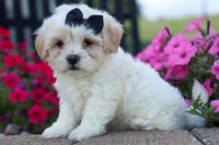Bently 🐶, a male Bichon Frise and Shih Tzu for sale in Fresno, OH – 6 of 9