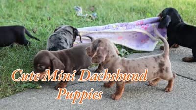  Zion🐶, a male Miniature Dachshund for sale in Fresno, OH – 9 of 9