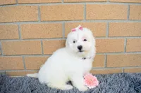 Brooke 🎀, a female Maltese for sale in Fresno, OH – 6 of 7