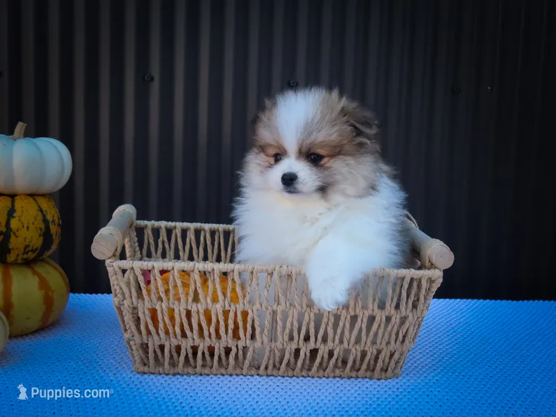 Macey 🎀 – Pomeranian puppy for sale in Fresno, OH
