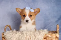  Barry 🐾🐶, a female Pembroke Welsh Corgi for sale in Fresno, OH – 8 of 10