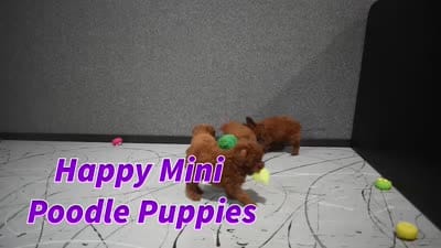 Logan, a male Poodle - Miniature  for sale in Fresno, OH – 8 of 8
