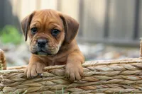 Arthur, a male English Bulldog and Beagle for sale in Fresno, OH – 4 of 10