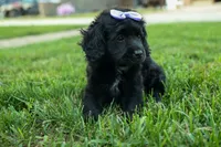 Raya🎀, a female Cavapoo for sale in Fresno, OH – 8 of 10