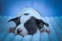 Quinto Bear🐾, a male Frenchton for sale in Fresno, OH – 3 of 10