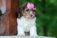  Olive, a female Maltese and Shih Tzu for sale in Fresno, OH – 6 of 10