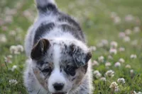 Baxter💙🐾, a male Australian Shepherd and Pembroke Welsh Corgi for sale in Fresno, OH – 7 of 9
