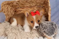 Brusie, a male Pembroke Welsh Corgi for sale in Fresno, OH – 3 of 10