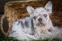 🐾 Meet Knox, a male French Bulldog for sale in Fresno, OH – 8 of 10