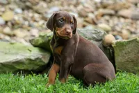 Griffin 🐶, a male Doberman Pinscher for sale in Fresno, OH – 8 of 10