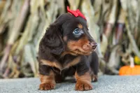 Zane🐾, a male Miniature Dachshund for sale in Fresno, OH – 2 of 10