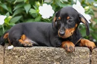 Iggy🐶, a male Miniature Dachshund for sale in Fresno, OH – 3 of 10