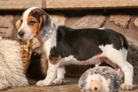 Dillard🐾, a male Beagle for sale in Fresno, OH – 8 of 9