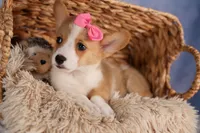 Callie💖, a female Pembroke Welsh Corgi for sale in Fresno, OH – 8 of 10