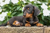 Houston🐾, a male Miniature Dachshund for sale in Fresno, OH – 3 of 10