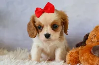 Nugget, a male Cavalier King Charles Spaniel for sale in Fresno, OH – 7 of 10
