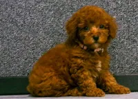 Lily , a female Poodle - Miniature  for sale in Fresno, OH – 4 of 10