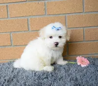 Baxter 🐶, a male Maltese for sale in Fresno, OH – 5 of 7