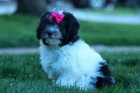 Remi 🩷, a female Cavapoo for sale in Fresno, OH – 4 of 10