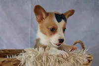 Zander 🐾, a male Pembroke Welsh Corgi for sale in Fresno, OH – 7 of 9