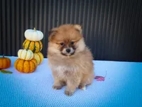 Milly💗, a female Pomeranian for sale in Fresno, OH – 6 of 10