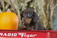  Zippy🐶, a male Miniature Dachshund for sale in Fresno, OH – 1 of 9