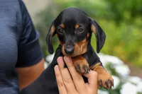 Iggy🐶, a male Miniature Dachshund for sale in Fresno, OH – 9 of 10