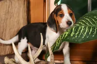 Dillard🐾, a male Beagle for sale in Fresno, OH – 5 of 9