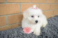 Bella 🐶💗, a female Maltese for sale in Fresno, OH – 3 of 7