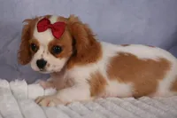 Nugget, a male Cavalier King Charles Spaniel for sale in Fresno, OH – 8 of 9