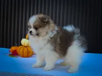 Macey 🎀, a female Pomeranian for sale in Fresno, OH – 7 of 10
