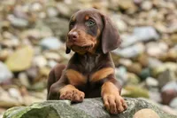 Gunner🦴, a male Doberman Pinscher for sale in Fresno, OH – 2 of 10