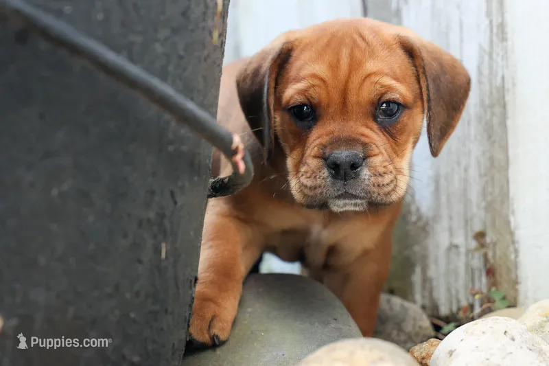 Arthur – English Bulldog, Beagle puppy for sale in Fresno, OH