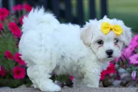 Bubbles 💕, a female Bichon Frise and Shih Tzu for sale in Fresno, OH – 8 of 10