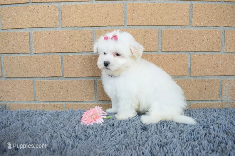 Brooke 🎀 – Maltese puppy for sale in Fresno, OH