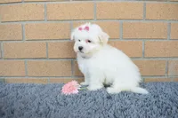 Brooke 🎀, a female Maltese for sale in Fresno, OH – 1 of 7