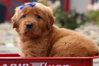  Quincy 🐶, a male Golden Retriever for sale in Fresno, OH – 6 of 10