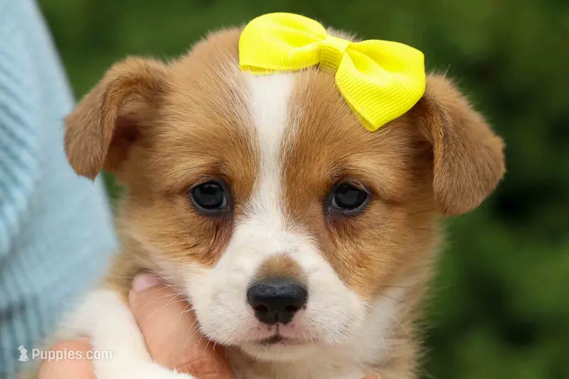  Tilly Rose 💕🐶 – Pembroke Welsh Corgi puppy for sale in Fresno, OH