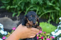  Zeke🐾, a male Miniature Dachshund for sale in Fresno, OH – 5 of 10