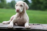 Gabby 💕, a male Doberman Pinscher for sale in Fresno, OH – 4 of 9