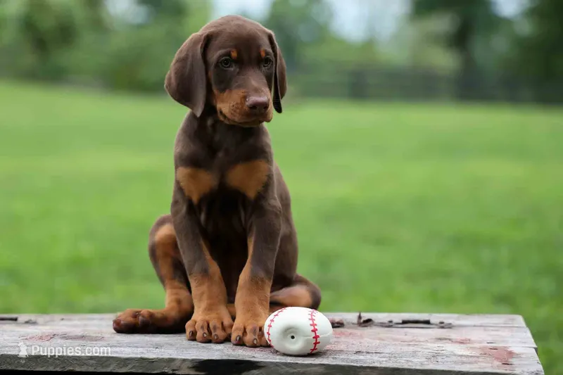 Gunner🦴 – Doberman Pinscher puppy for sale in Fresno, OH