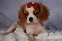 Nugget, a male Cavalier King Charles Spaniel for sale in Fresno, OH – 4 of 9
