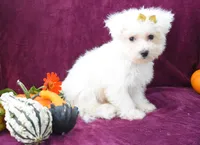  Mason, a male Maltese for sale in Fresno, OH – 5 of 7
