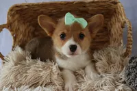 Zella 💗, a female Pembroke Welsh Corgi for sale in Fresno, OH – 4 of 9
