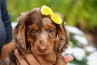Ike💙, a male Miniature Dachshund for sale in Fresno, OH – 9 of 10