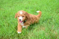 Scout 🐾, a male Maltipoo for sale in Fresno, OH – 6 of 7