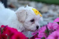 Bubbles 💕, a female Bichon Frise and Shih Tzu for sale in Fresno, OH – 6 of 10